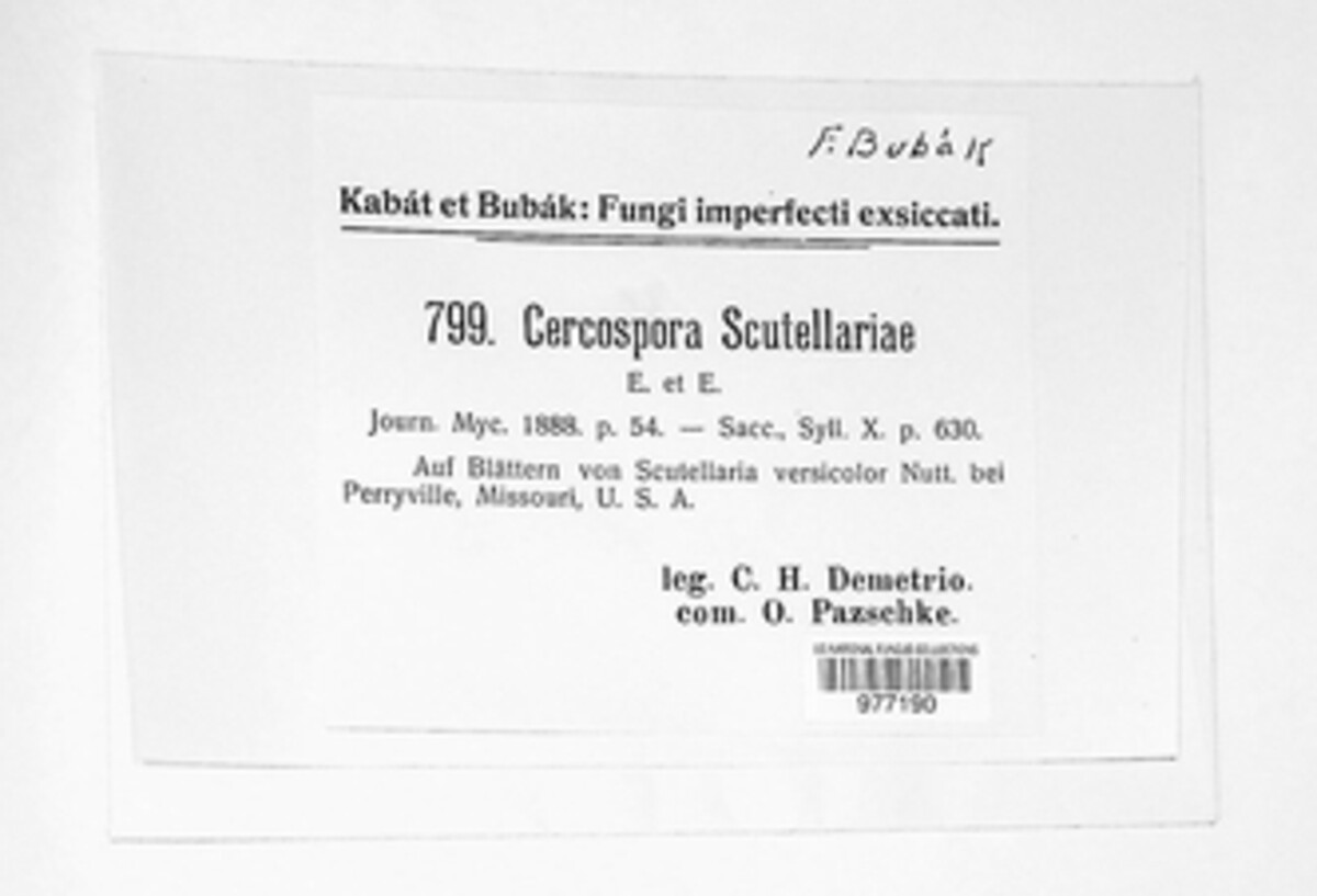 Pseudocercospora scutellariae image